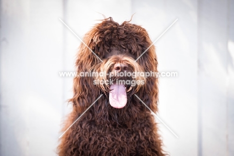 Labradoodle, front view