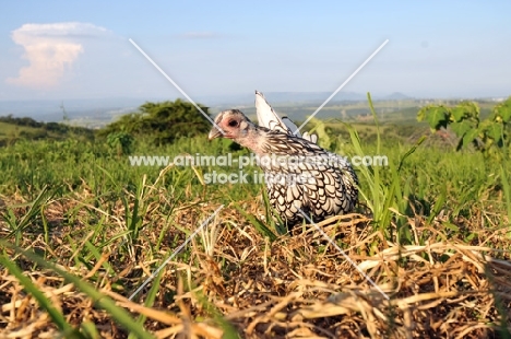 silver Sebright Bantam hen in countryside