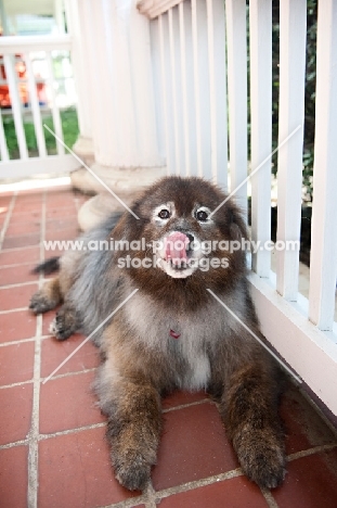 keeshond mix licking nose