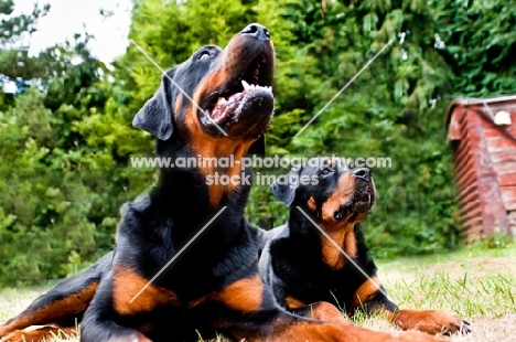 Rottweiler and pup in garden