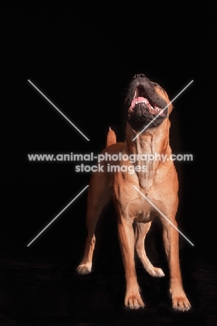 Cane Corso looking up in admiration