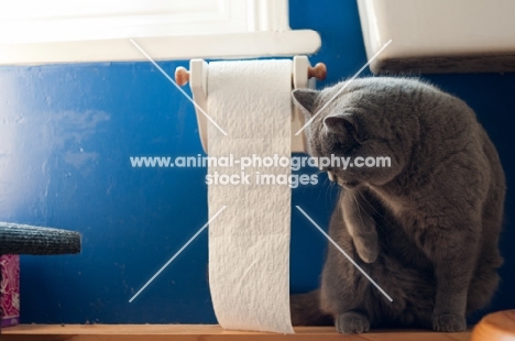 blue British Shorthair cat looking at toilet paper
