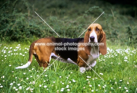 basset artesian normand side view