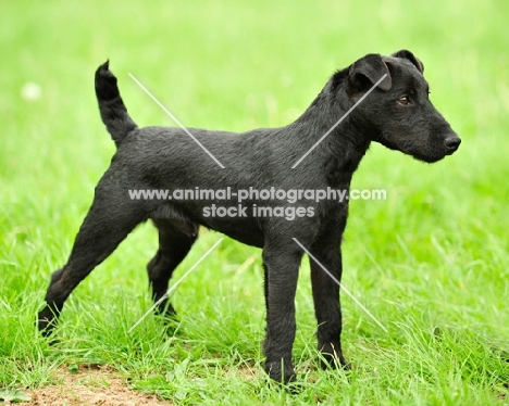 black Fell Terrier