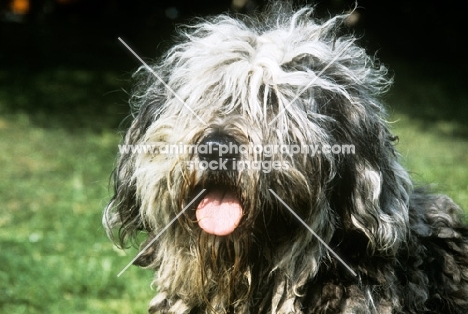 bergamasco, head study