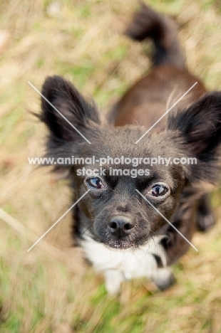 long-haired Chihuahua looking at camera