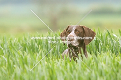 German Shorthaired Pointer in high grass