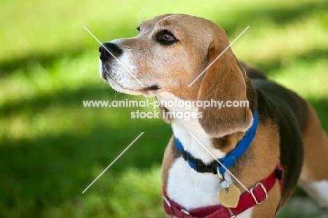 Beagle with harness and collar with sun dappled grass