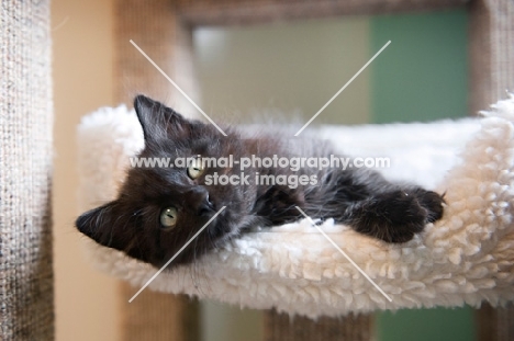 medium-hair black kitten lying on side in lambswool bed