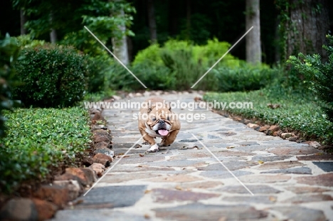 english bulldog running