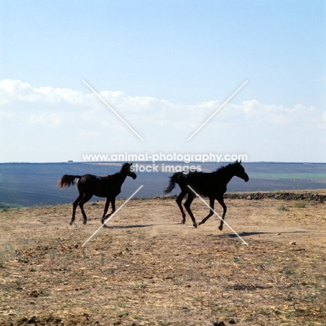 tersk foals at stavropol stud farm, russia