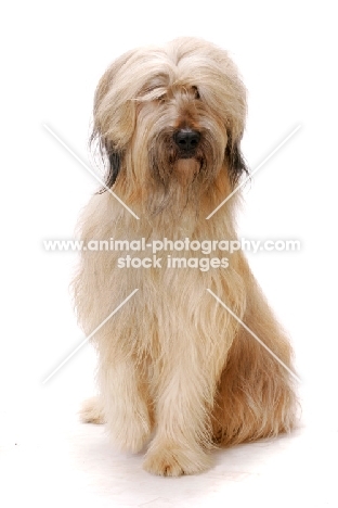 Australian Champion Briard sitting on white background