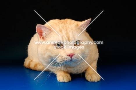 alert red tipped british shorthair cat