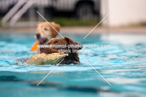 brown dog retrieving in water