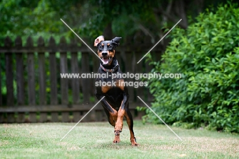 doberman running