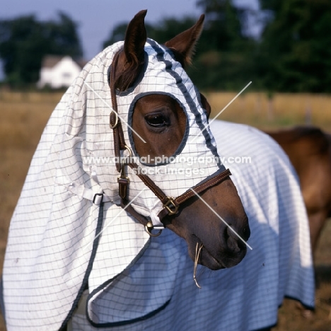 morgan horse wearing australian turnout rug