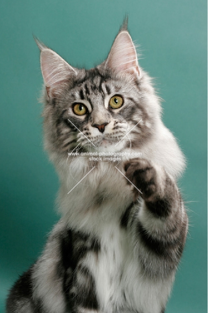 Silver Classic Tabby Maine Coon, green background, one leg up
