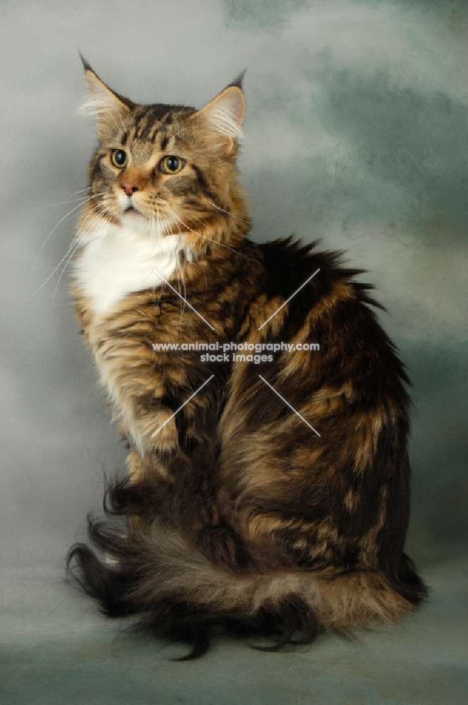 brown tabby and white maine coon cat sitting on grey background