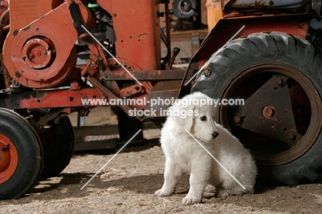 Maremma Sheepdog puppy sitting near tractor