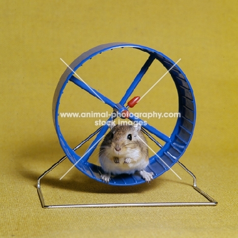gerbil in a gerbil wheel
