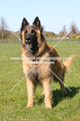 Belgian Shepherd Dog, Malinois