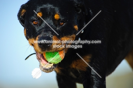 Rottweiler with a ball
