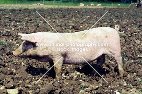 commercial pig free range in ploughed field