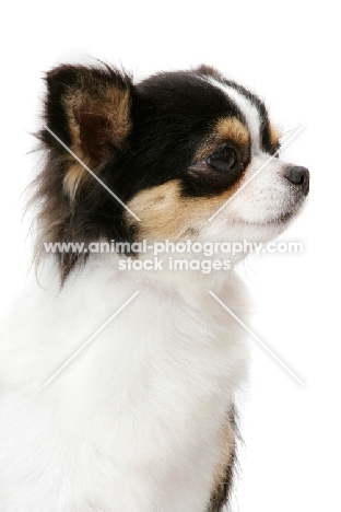 Champion Longhaired Chihuahua (tri-colour), profile