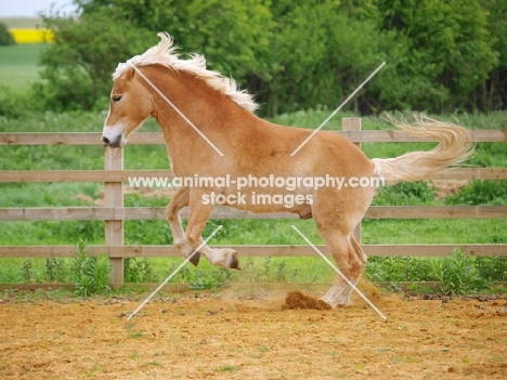 Haflinger rearing 