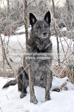 Dutch Shepherd Dog, shorthaired