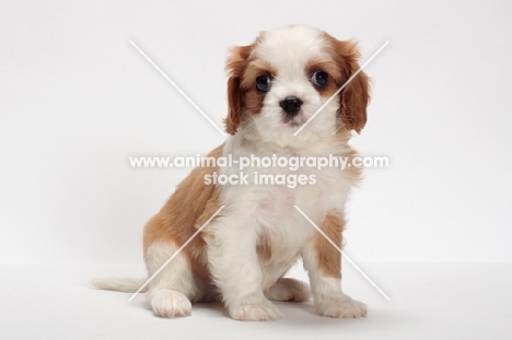 red and white Cavalier King Charles Spaniel, in studio