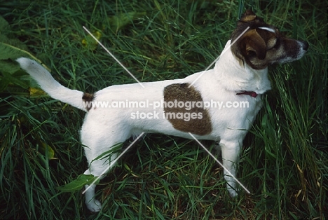 undocked jack russell terrier standing in long grass