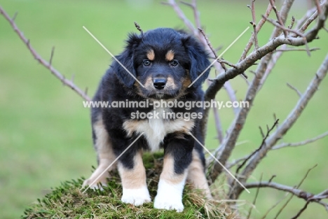 Mini Aussie puppy 