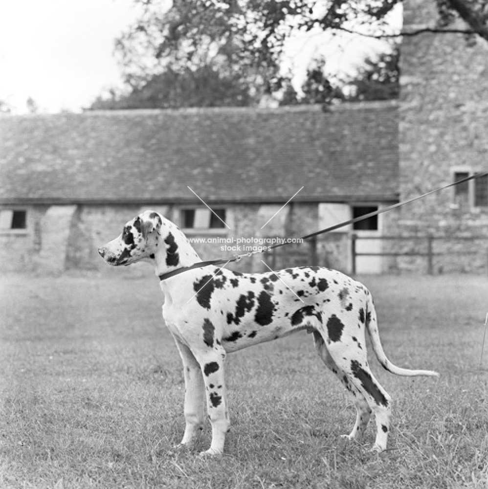 harlequin great dane puppy