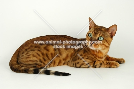brown spotted bengal lying on white background