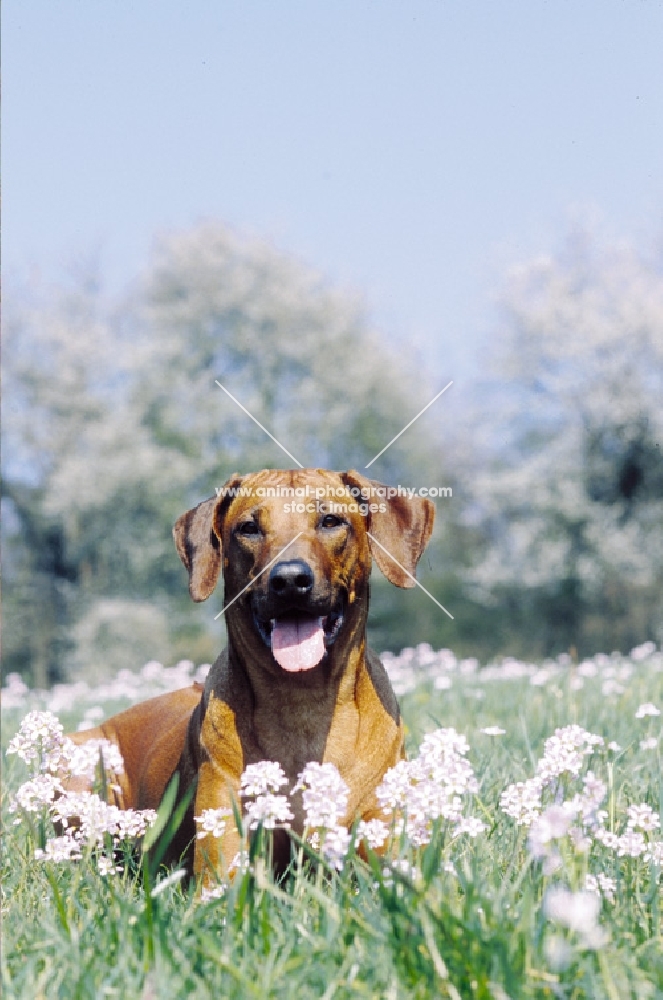 Rhodesian Ridgeback lying in field