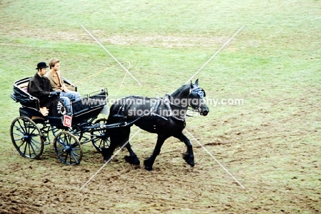 friesian horse in driving class at zug