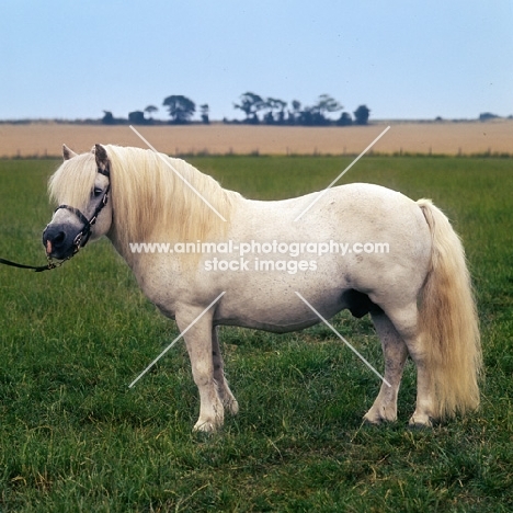 tempest of hutton, shetland pony  stallion