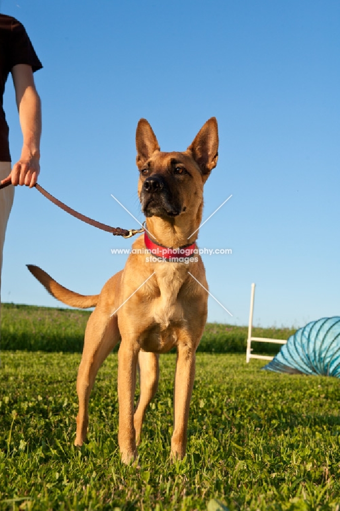 Cross bred dog on lead