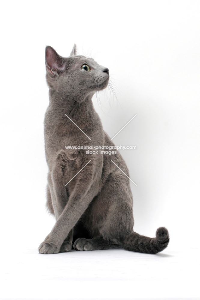 spay Russian Blue cat looking aside