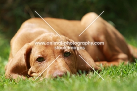 Hungarian Vizsla puppy lying down