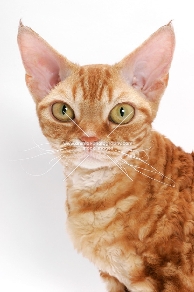 Devon Rex on white background, red classic tabby, portrait