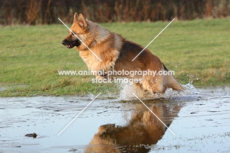 German Shepherd Dog jumping into water