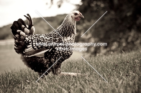 Silver Penciled Hamburg Hen walking across a meadow.