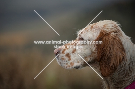 english setter with a serious face