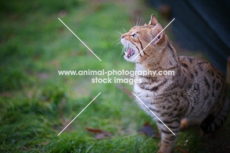 profile portrait of a male Bengal cat meowing outside