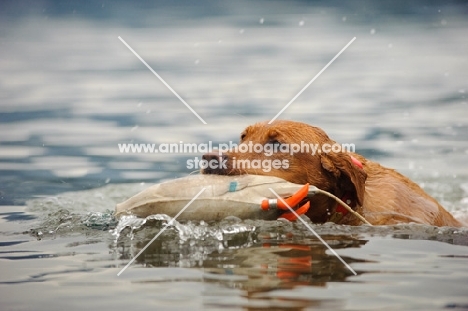 Labrador Retriever retrieving duck