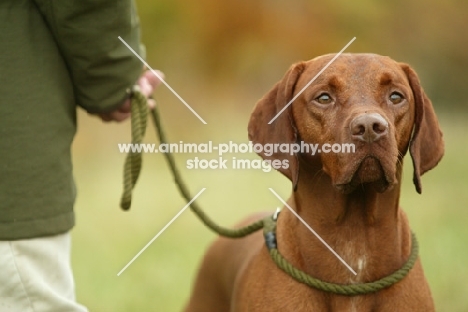 Hungarian Vizsla