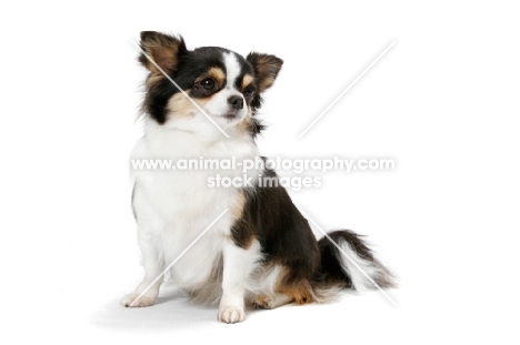 Champion Longhaired Chihuahua (tri-colour), sitting down