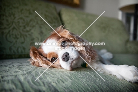 cavalier king charles spaniel lying on couch